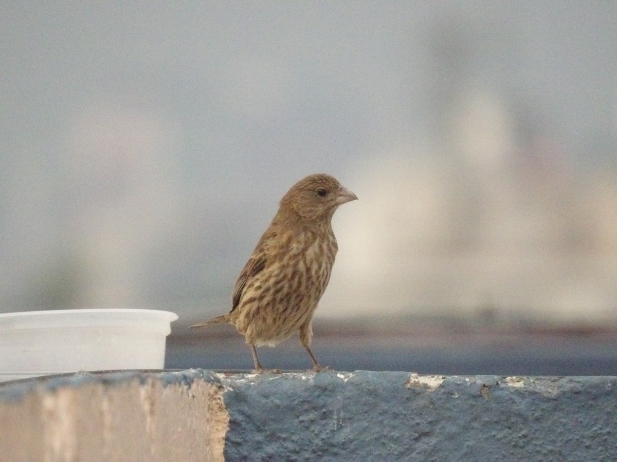 House Finch - Marcelo Gutierrez