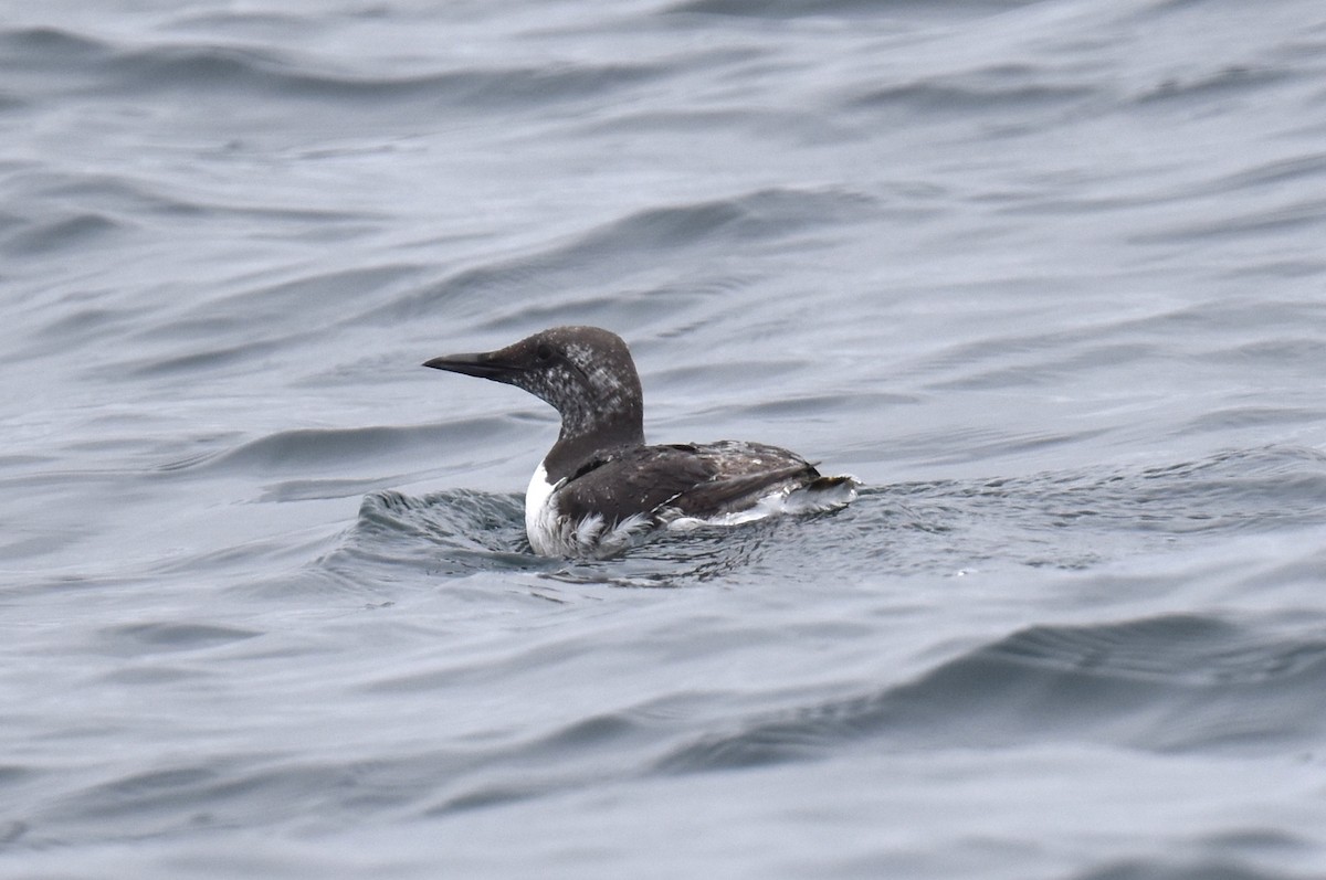 Common Murre - Naresh Satyan