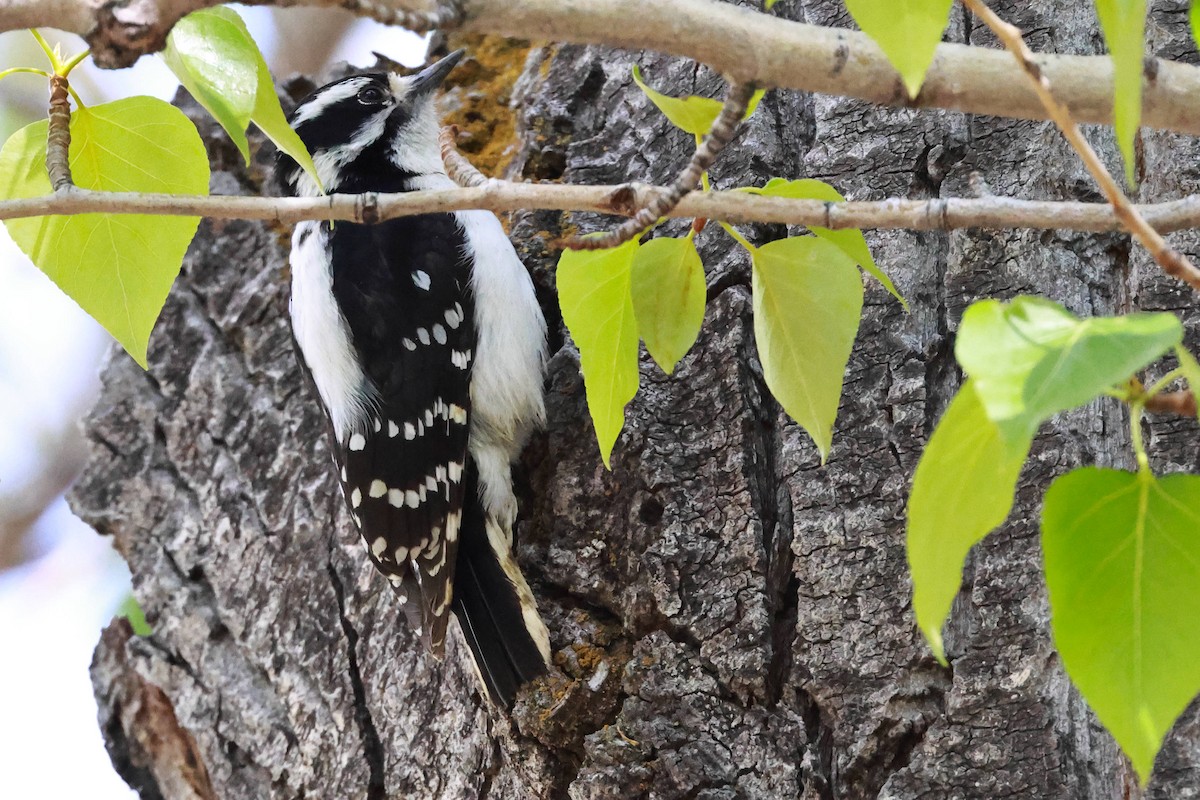 Downy Woodpecker - Steve Parker