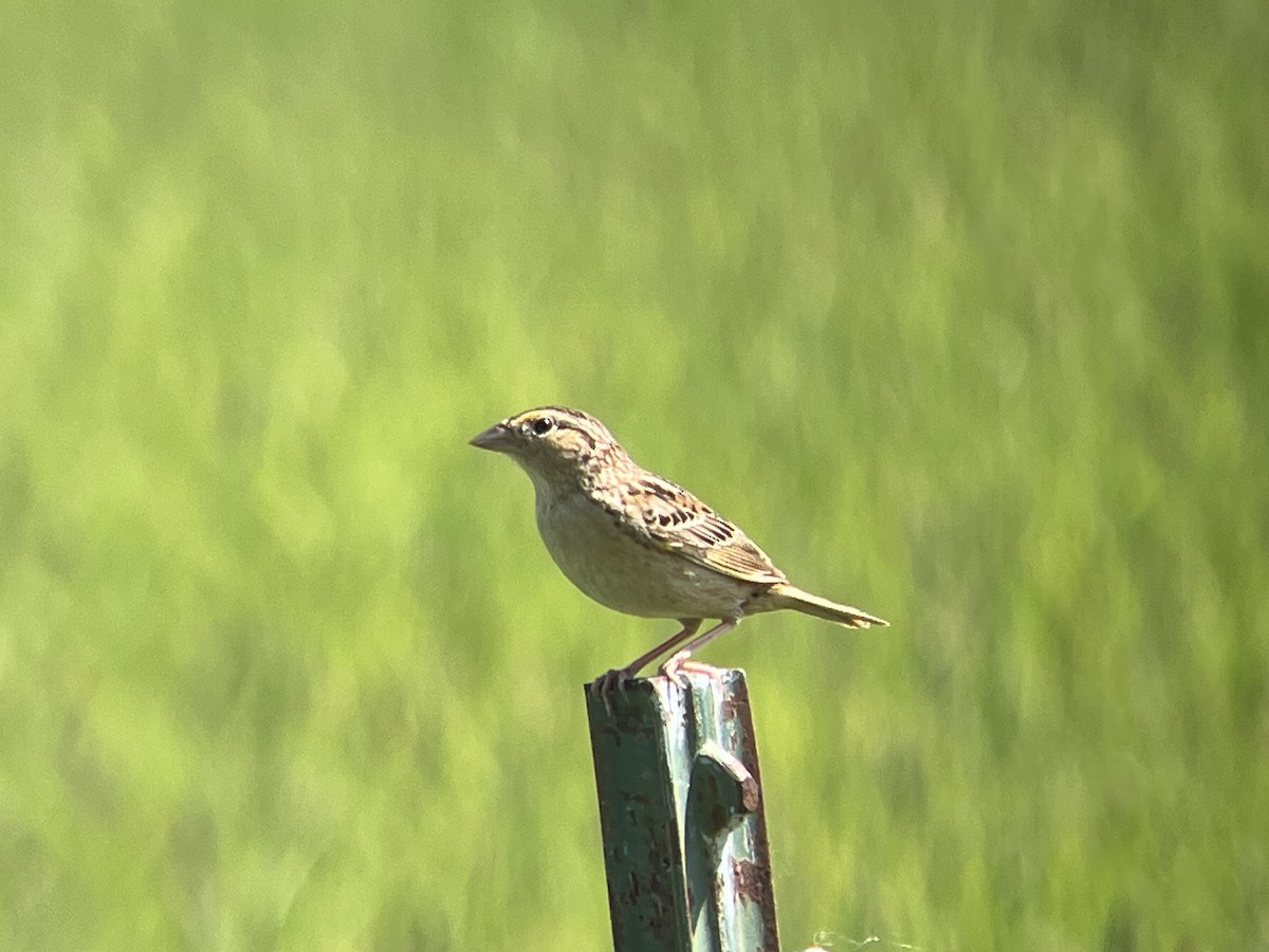 Grasshopper Sparrow - Daryl Bernard