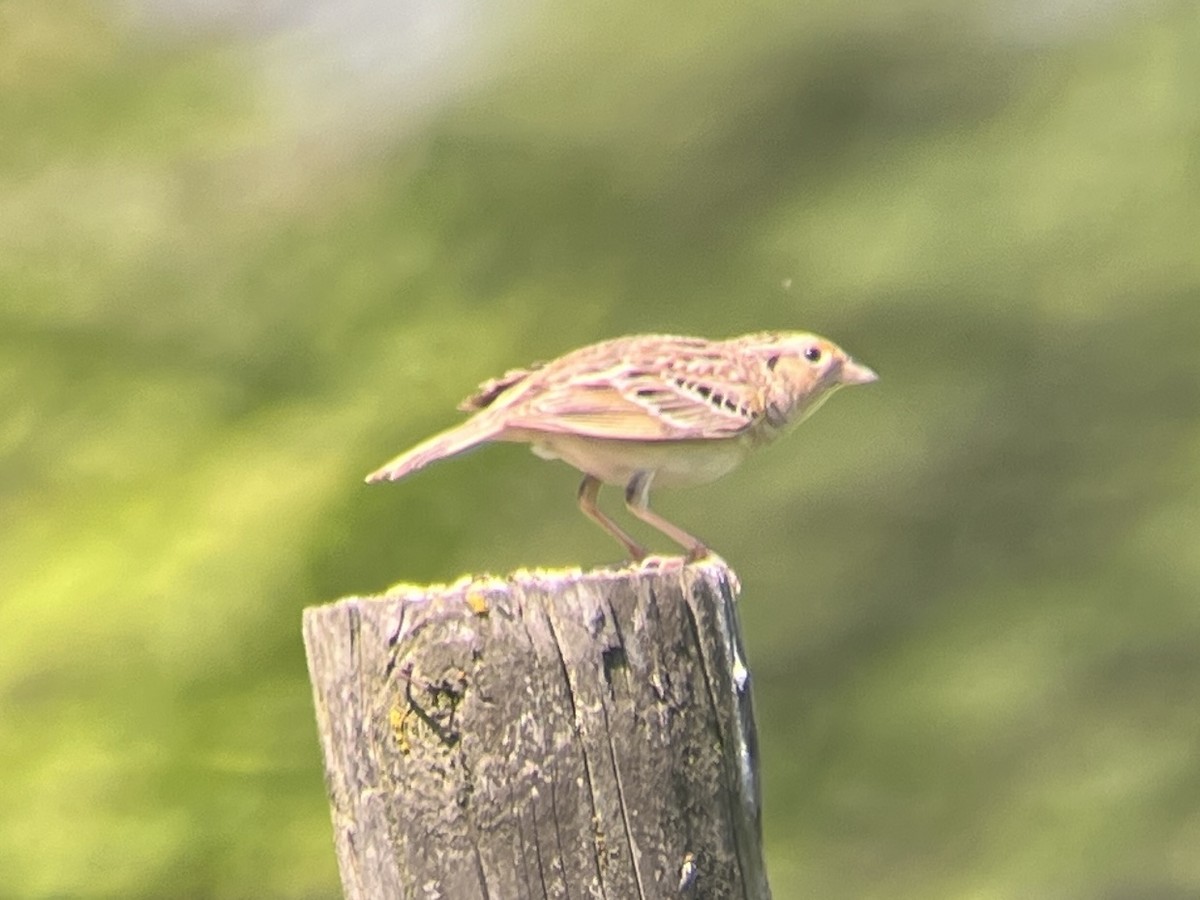 Grasshopper Sparrow - Daryl Bernard