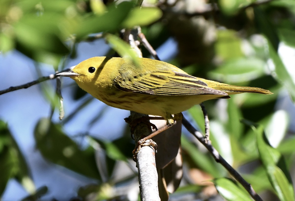 Yellow Warbler - Marie Lehmann