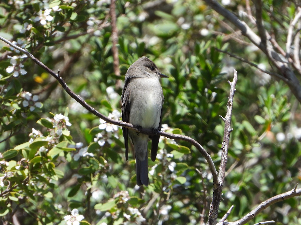 Western Wood-Pewee - joe sweeney