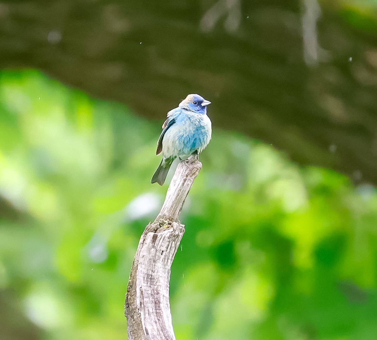 Indigo Bunting - Stephanie Le