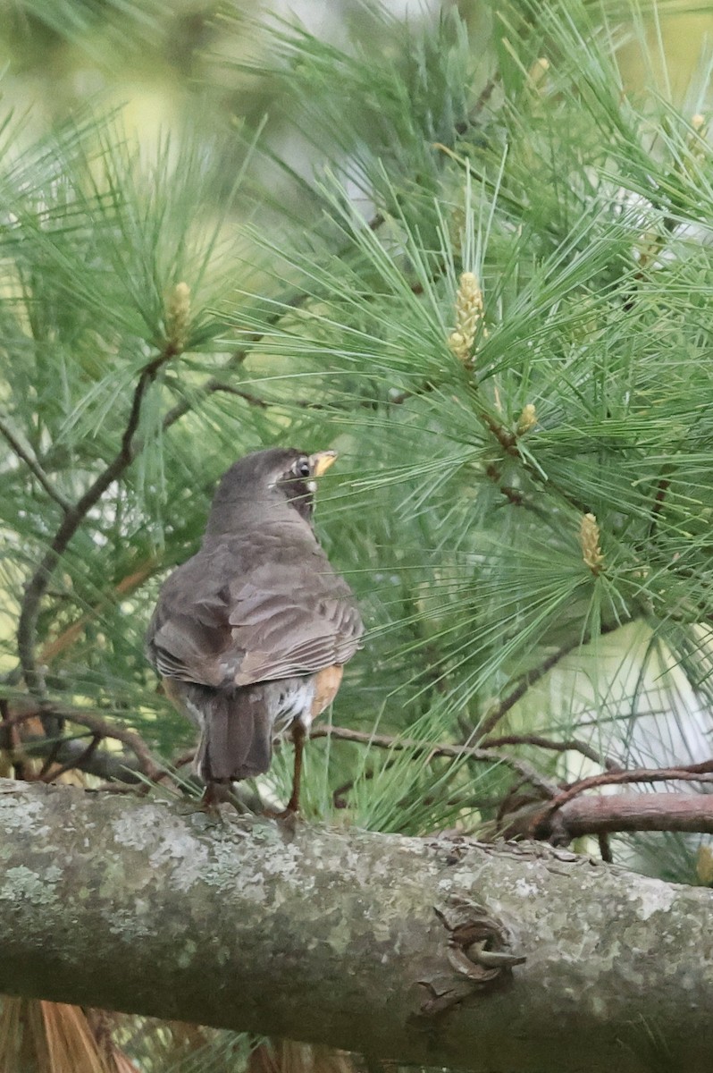 American Robin - Lisa Goodwin