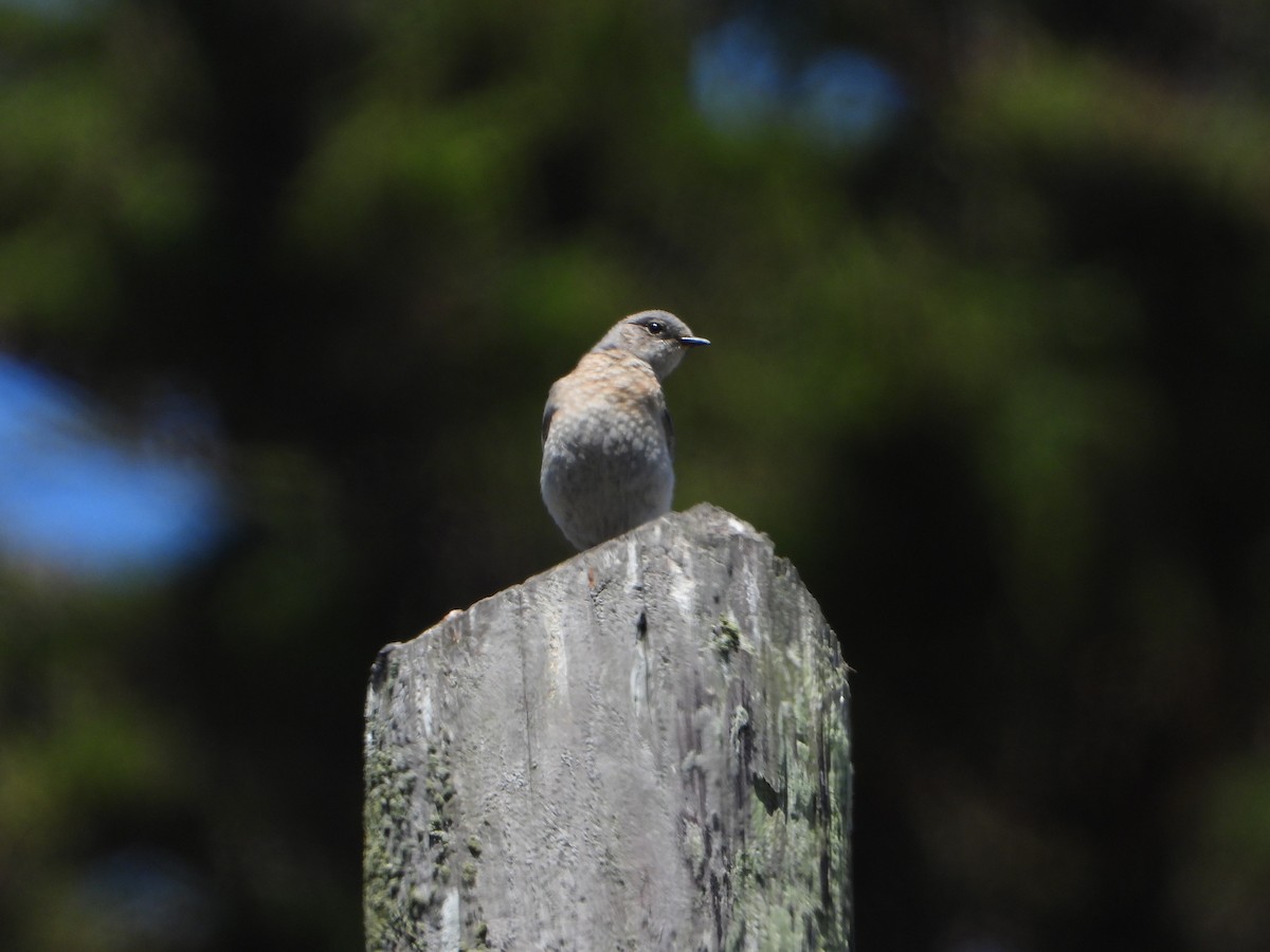 Western Bluebird - joe sweeney