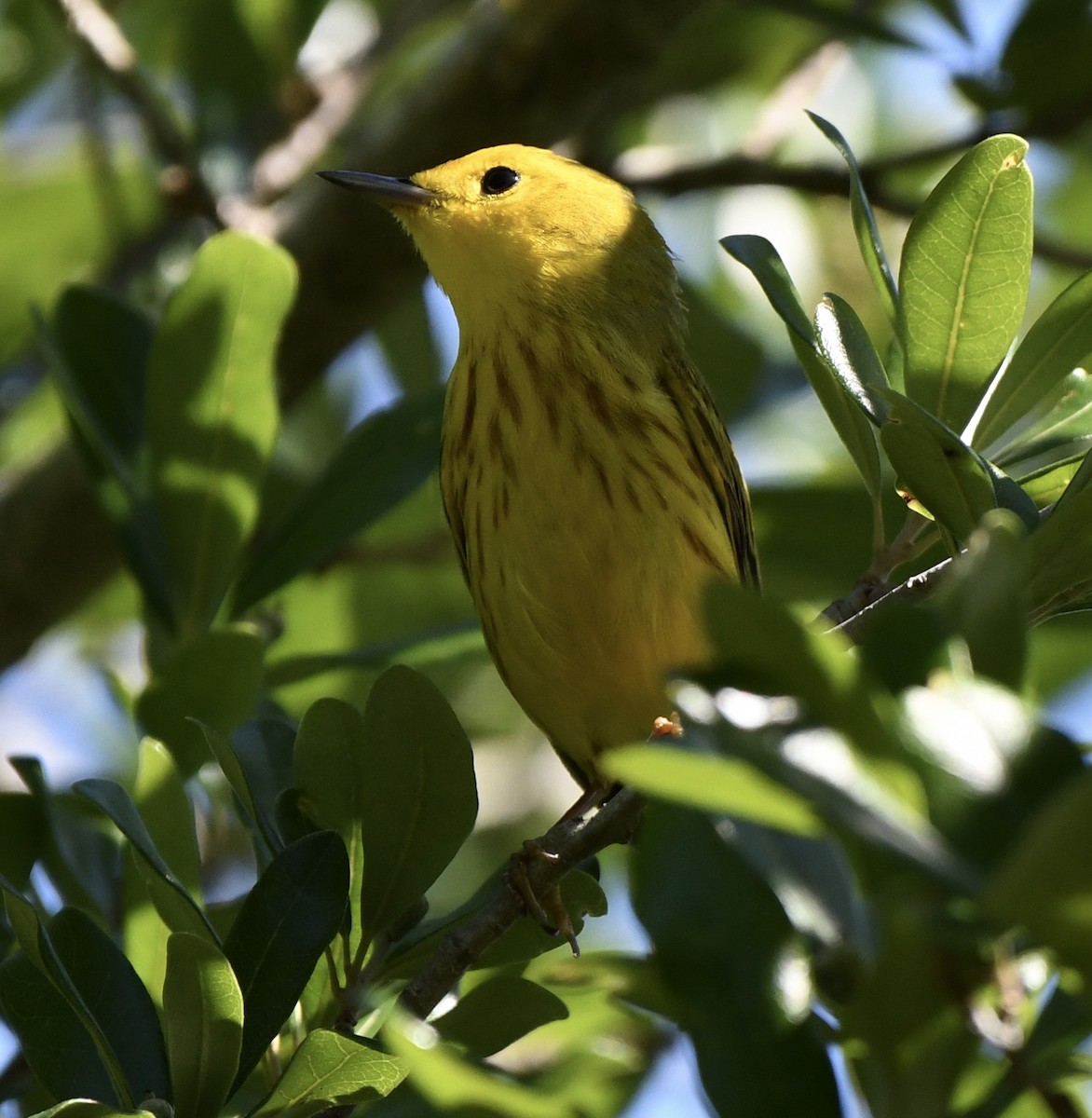 Yellow Warbler - Marie Lehmann