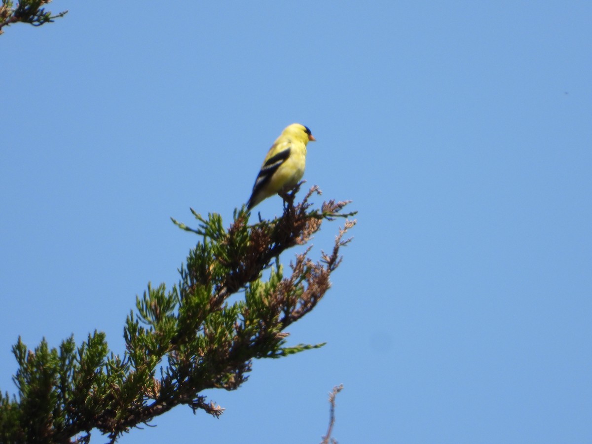 American Goldfinch - joe sweeney
