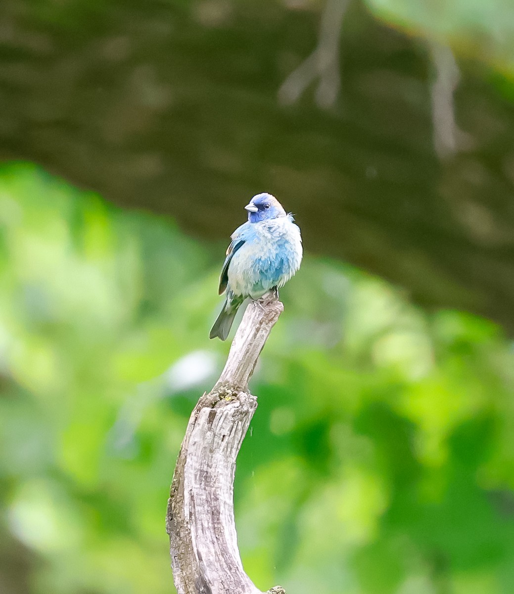 Indigo Bunting - Stephanie Le