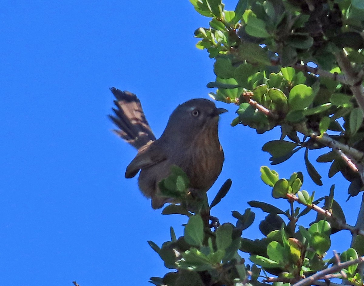 Wrentit - Sharon Hull