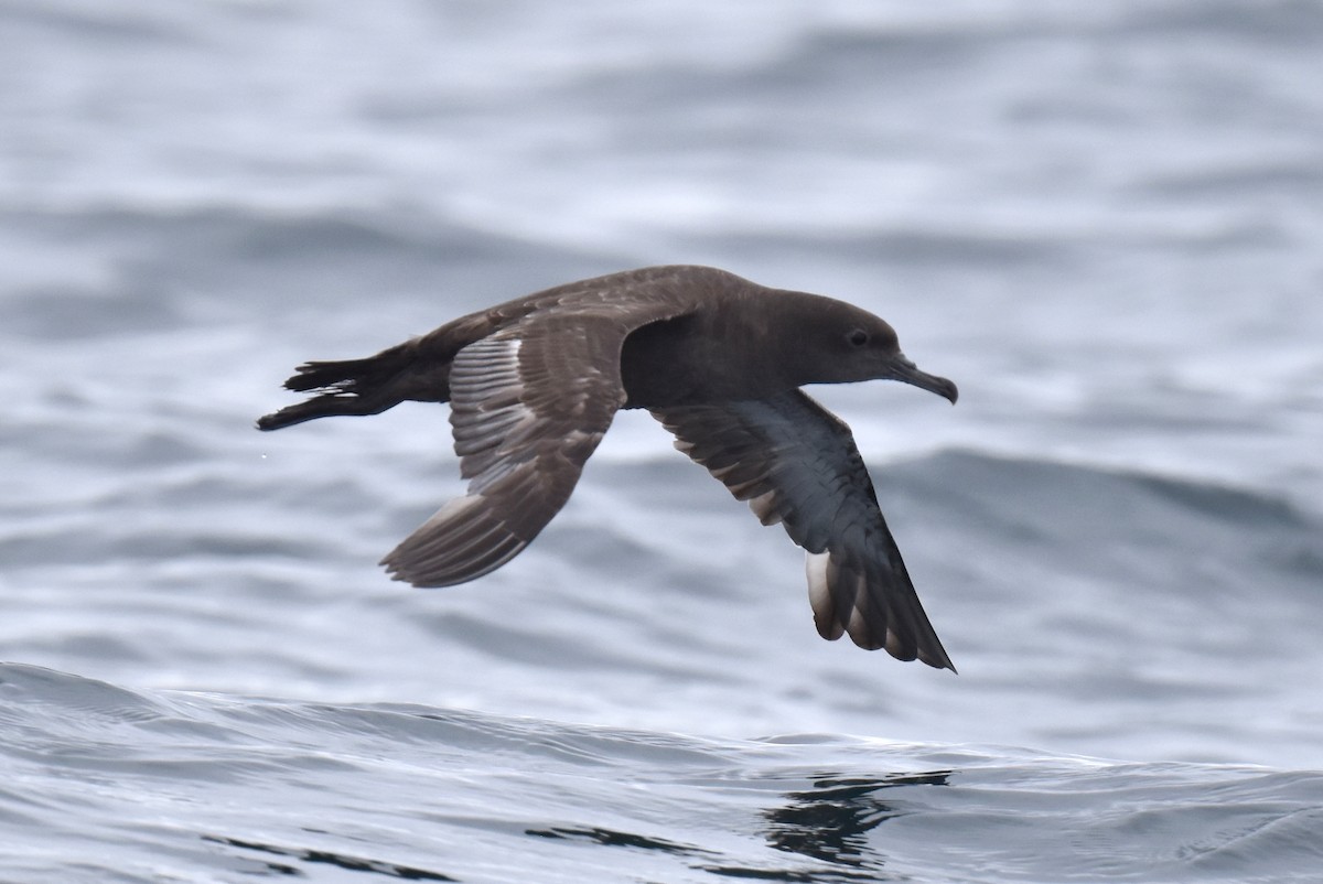 Sooty Shearwater - Naresh Satyan