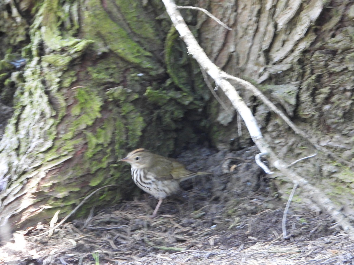 Ovenbird - joe sweeney