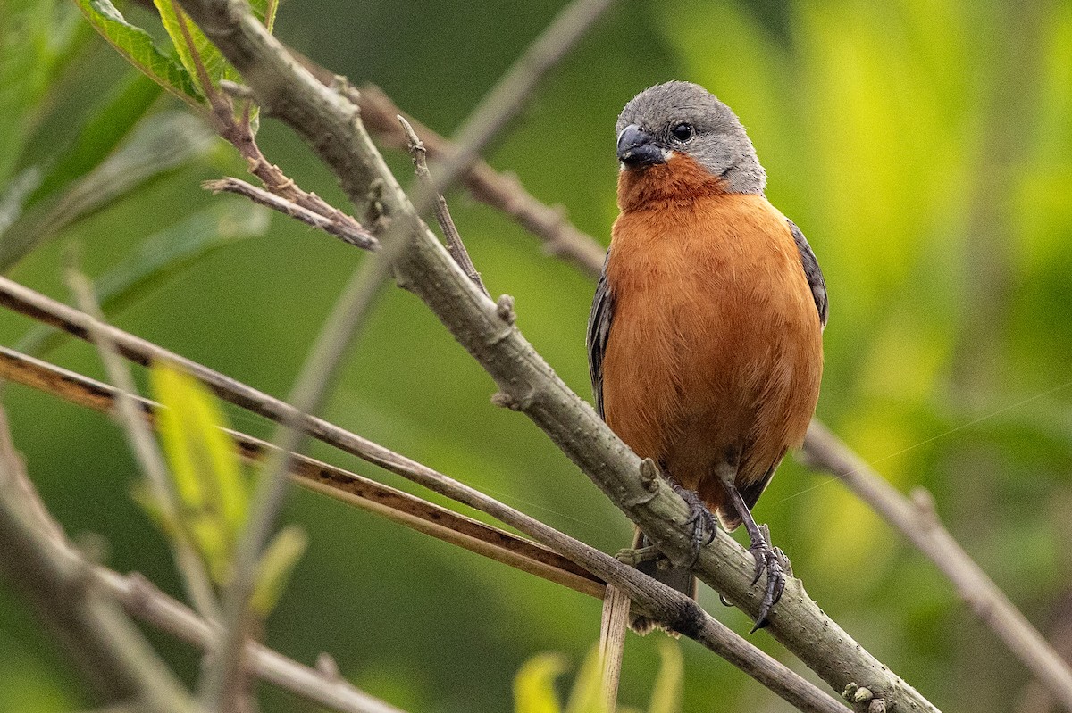 Ruddy-breasted Seedeater - Michael Cook