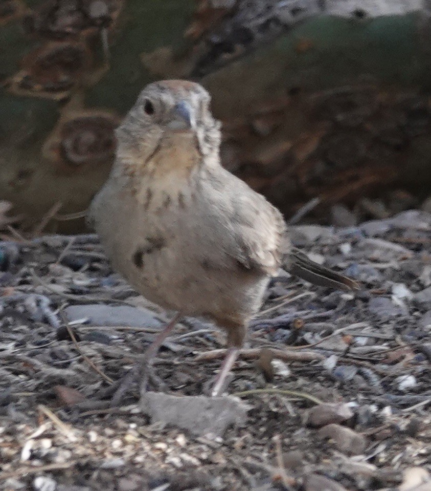 Canyon Towhee - Judith White