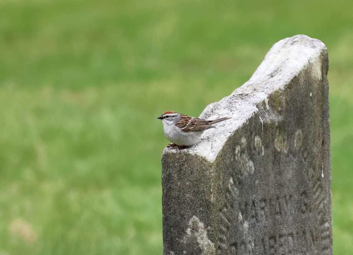 Chipping Sparrow - Lisa Goodwin