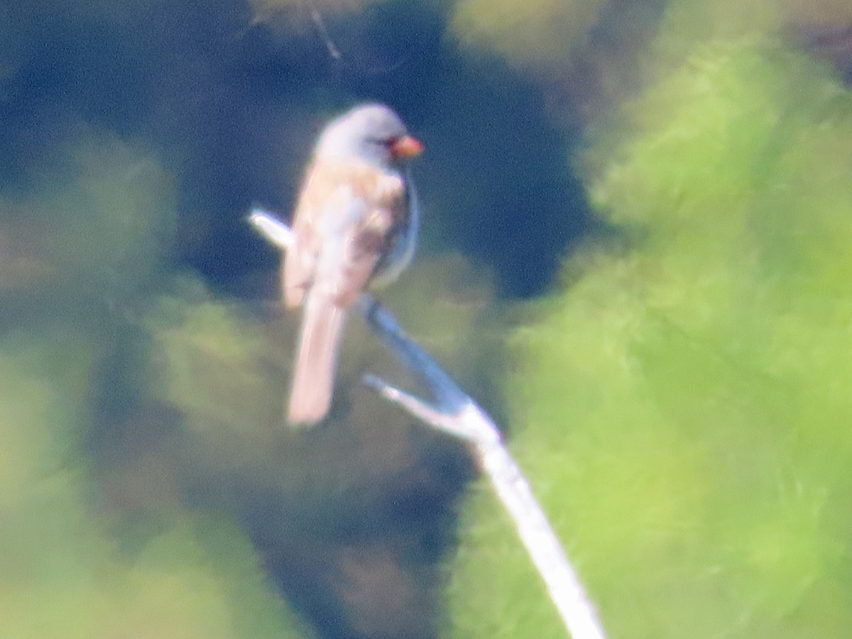 Black-chinned Sparrow - Sharon Hull