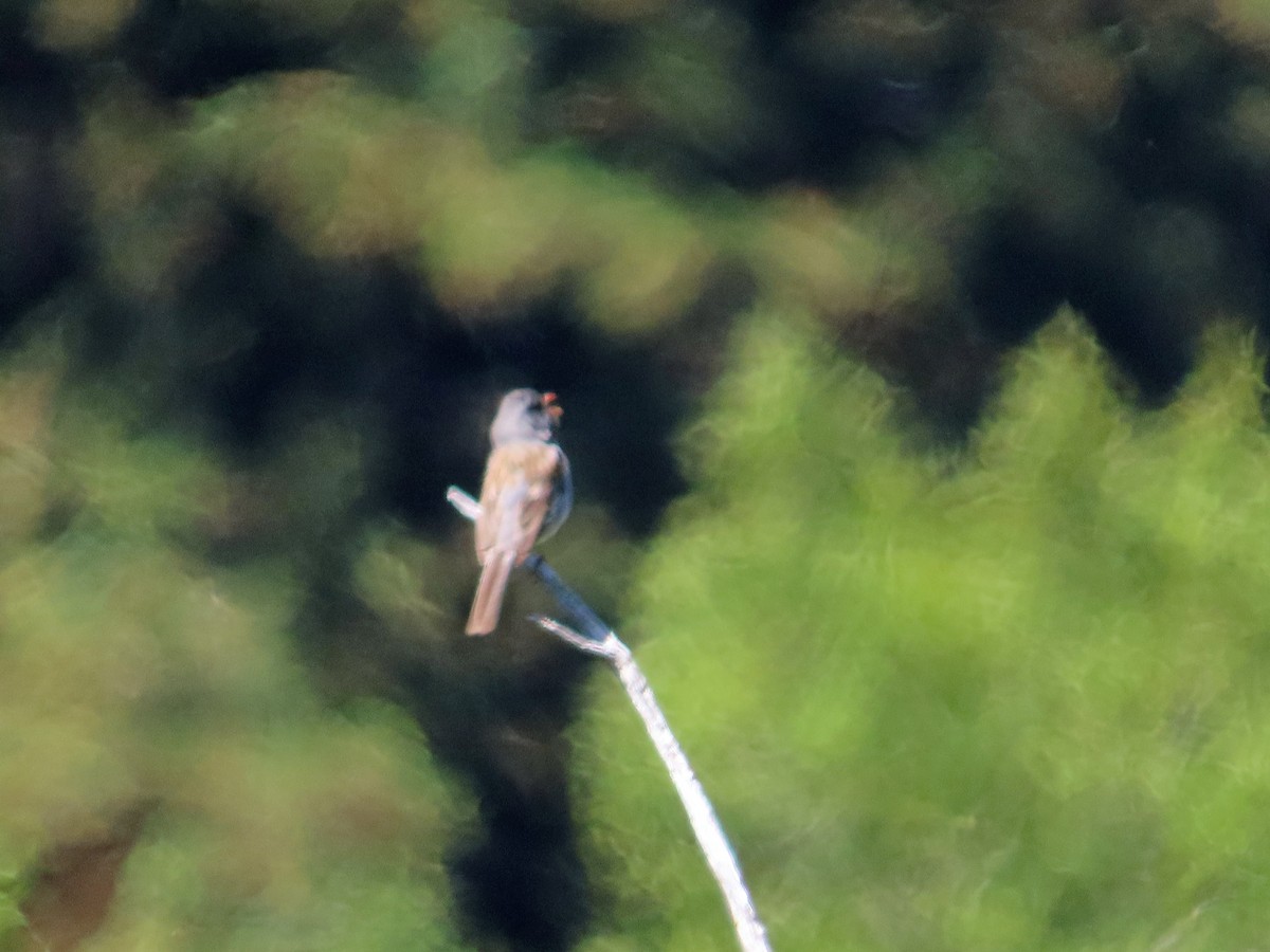 Black-chinned Sparrow - Sharon Hull