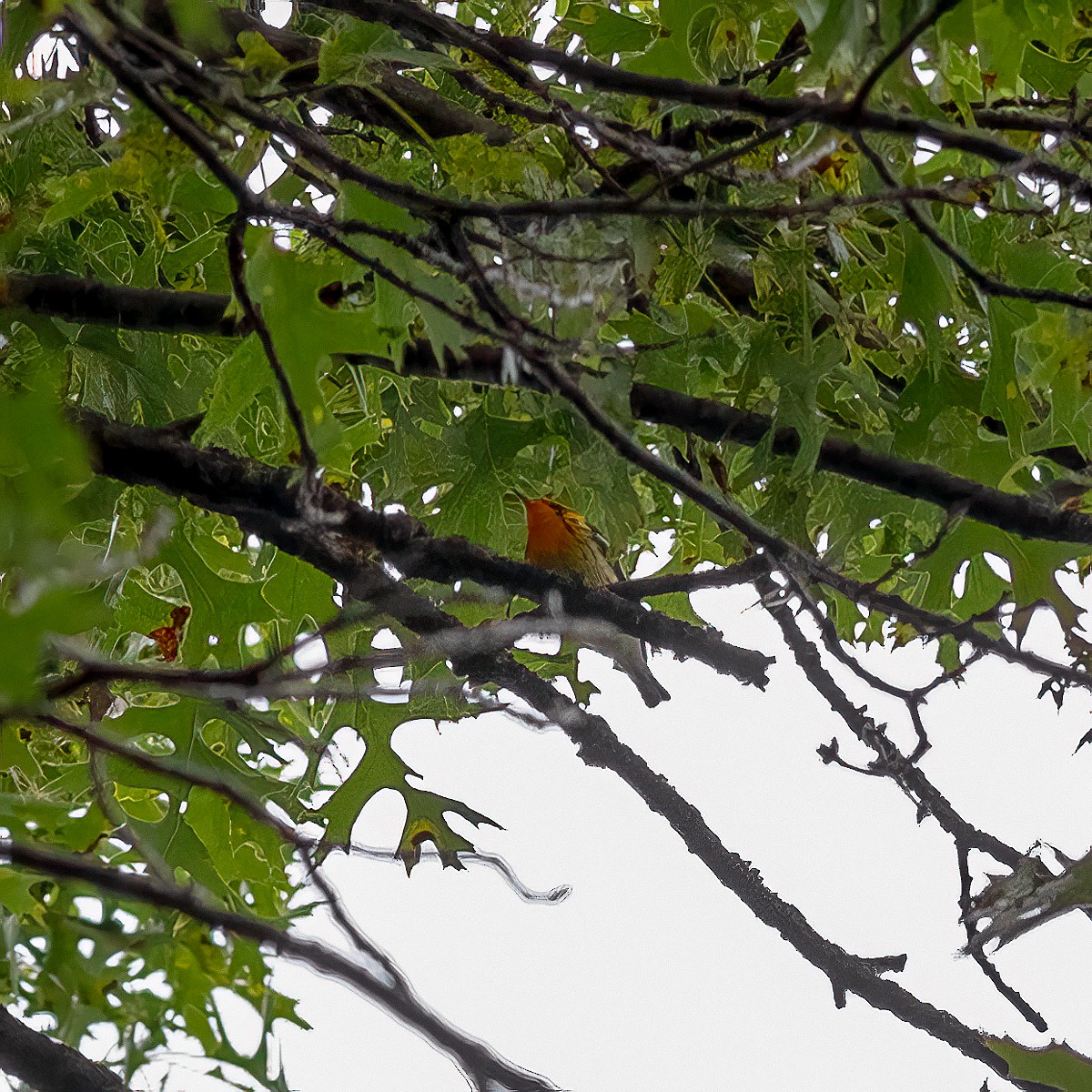 Blackburnian Warbler - Todd Kiraly