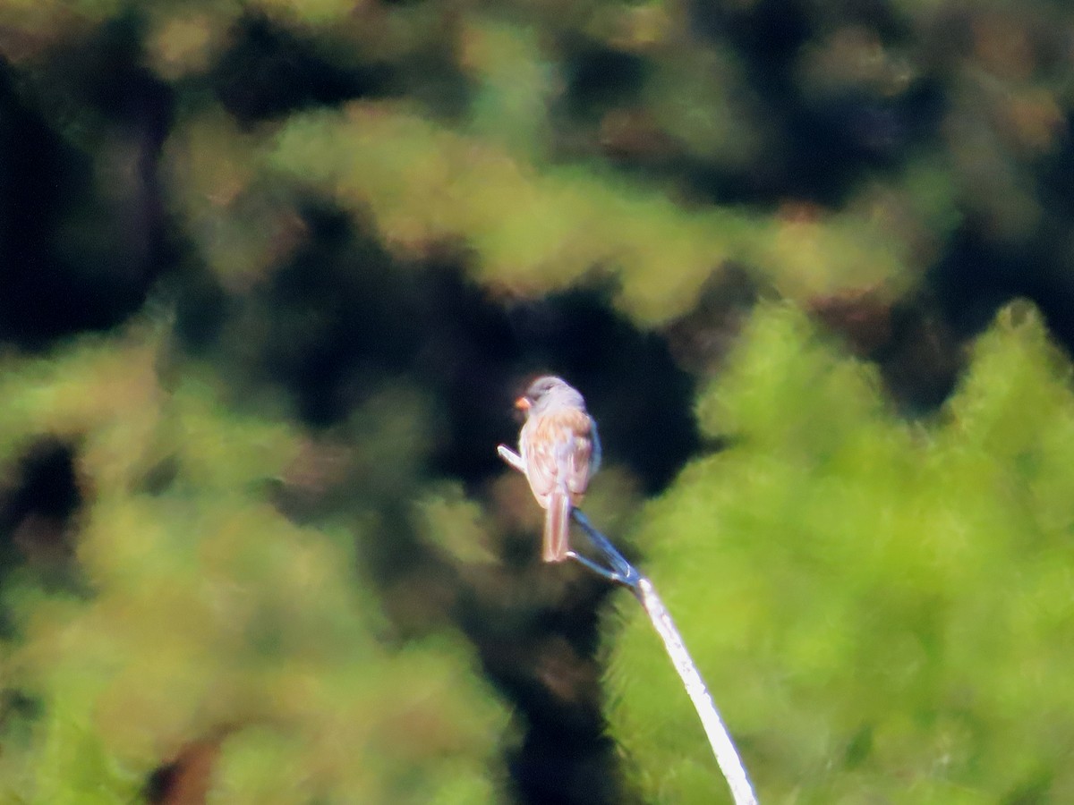 Black-chinned Sparrow - Sharon Hull