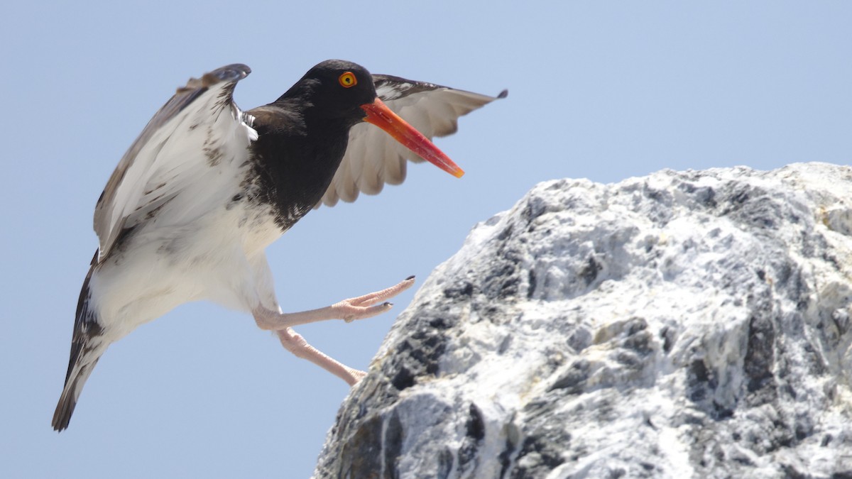 American/Black Oystercatcher - ML619323397