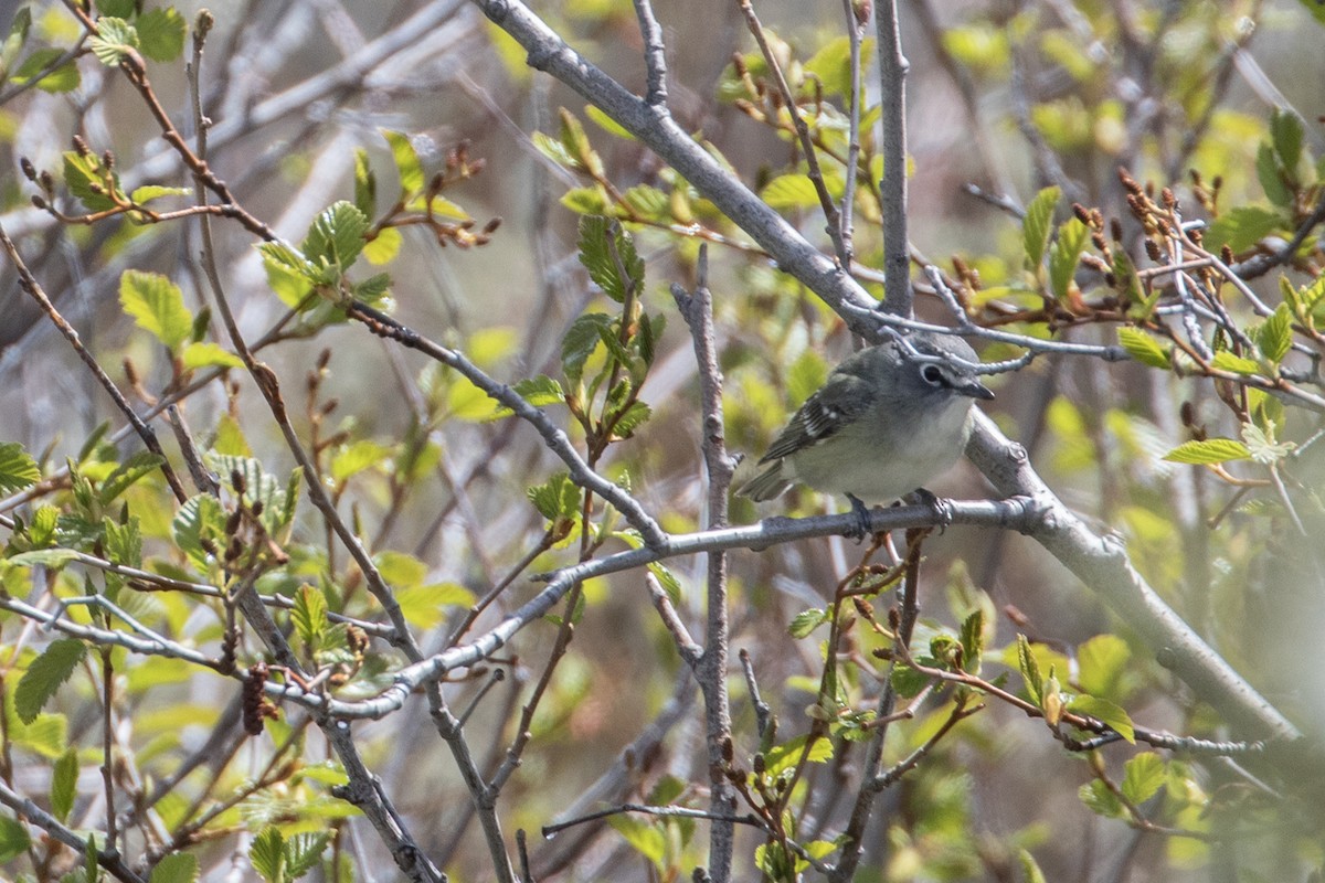 Vireo de Cassin - ML619323417