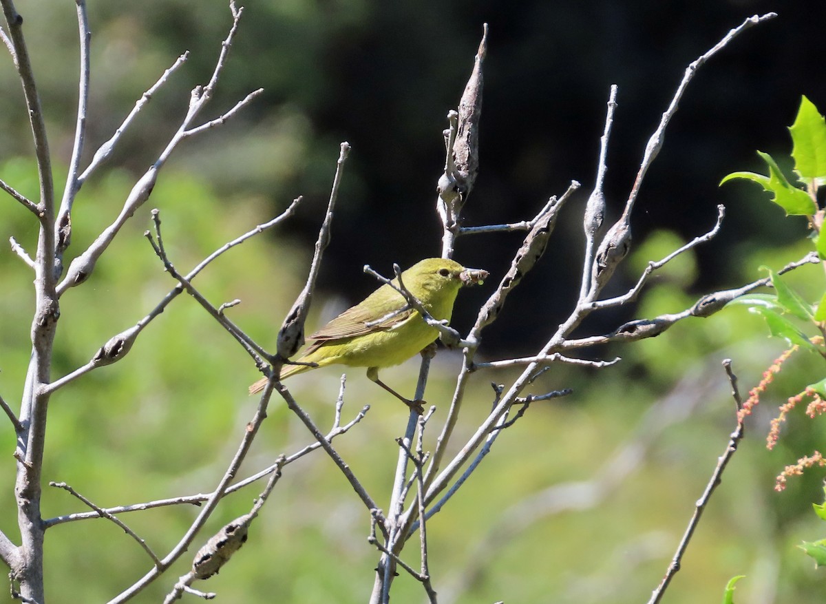 Orange-crowned Warbler - Sharon Hull