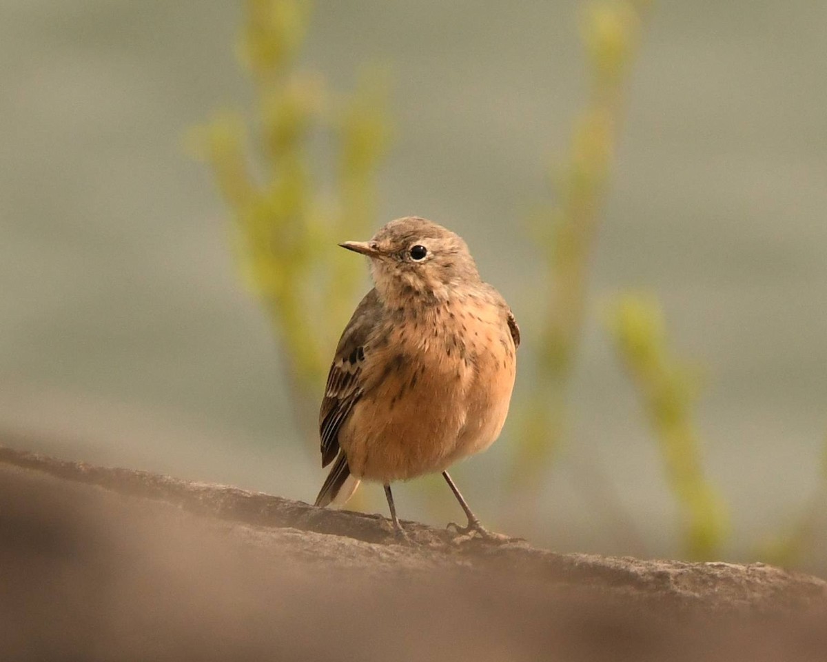 American Pipit - Tom Frankel