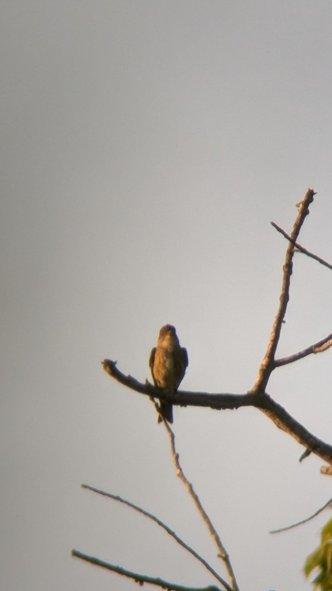 Olive-sided Flycatcher - Katey Powell