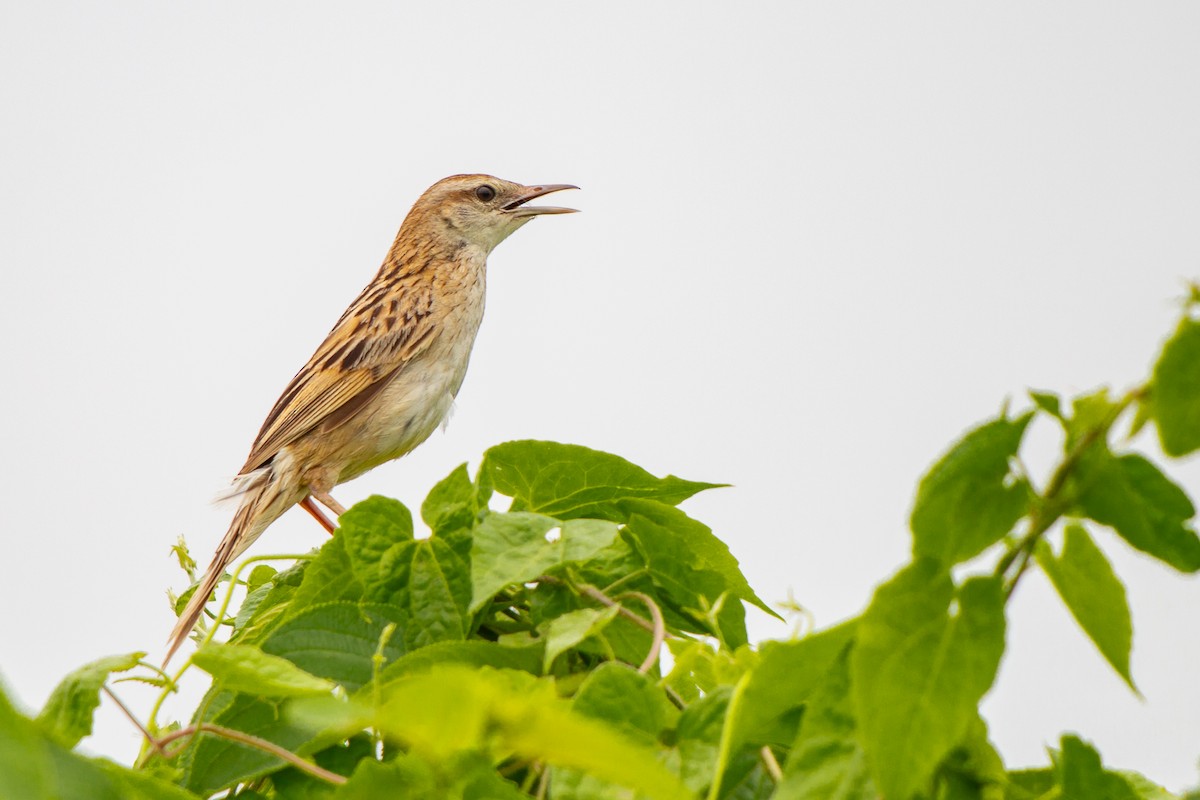 Striated Grassbird - Dipankar Dev