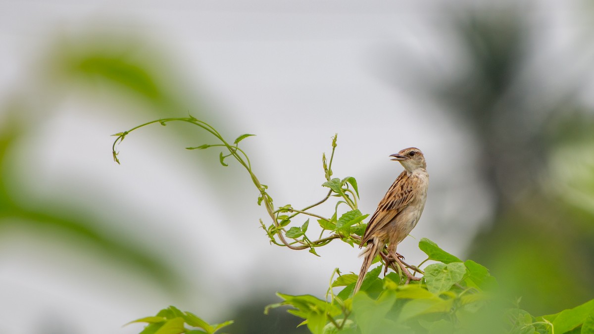 Striated Grassbird - Dipankar Dev