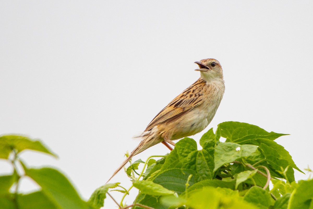 Striated Grassbird - Dipankar Dev