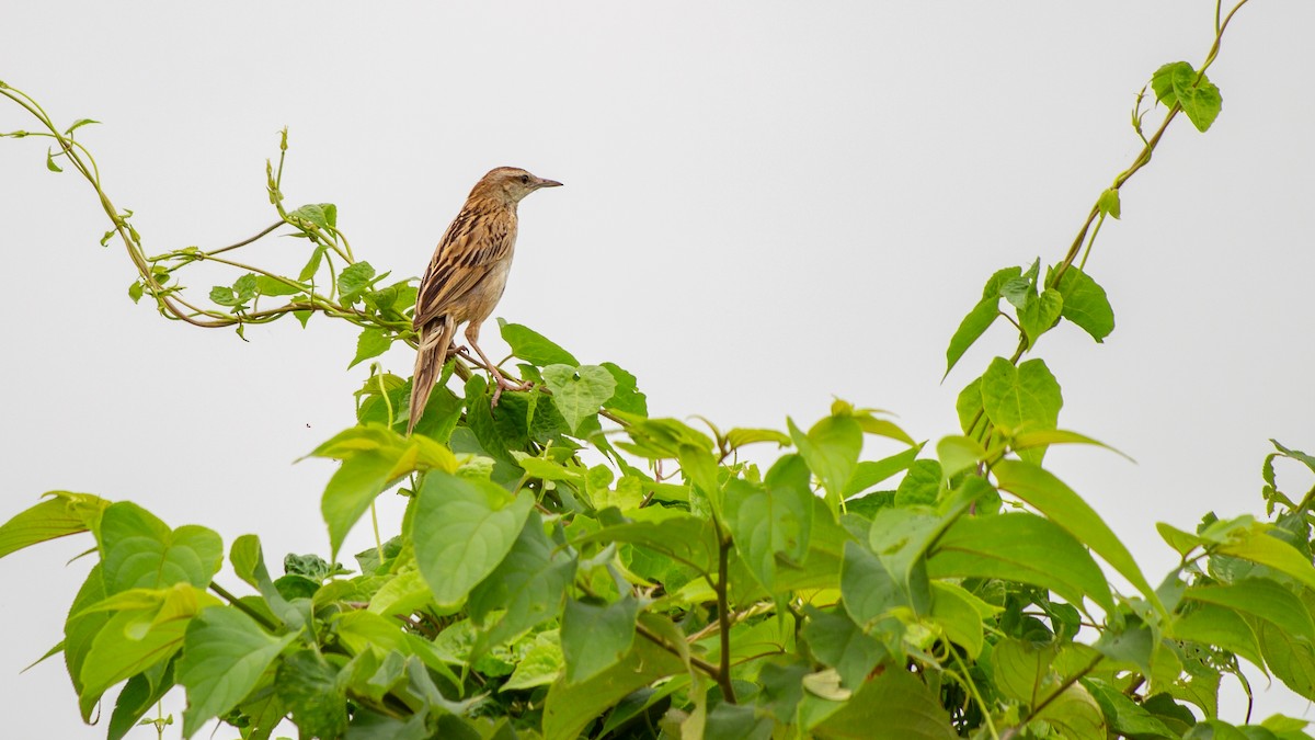 Striated Grassbird - Dipankar Dev