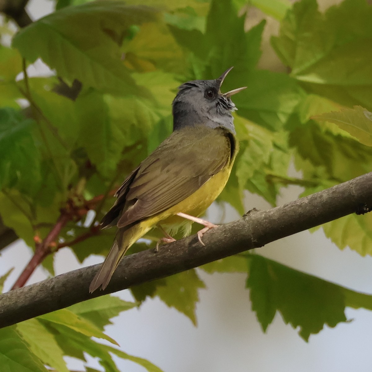 Mourning Warbler - Nathan Stimson