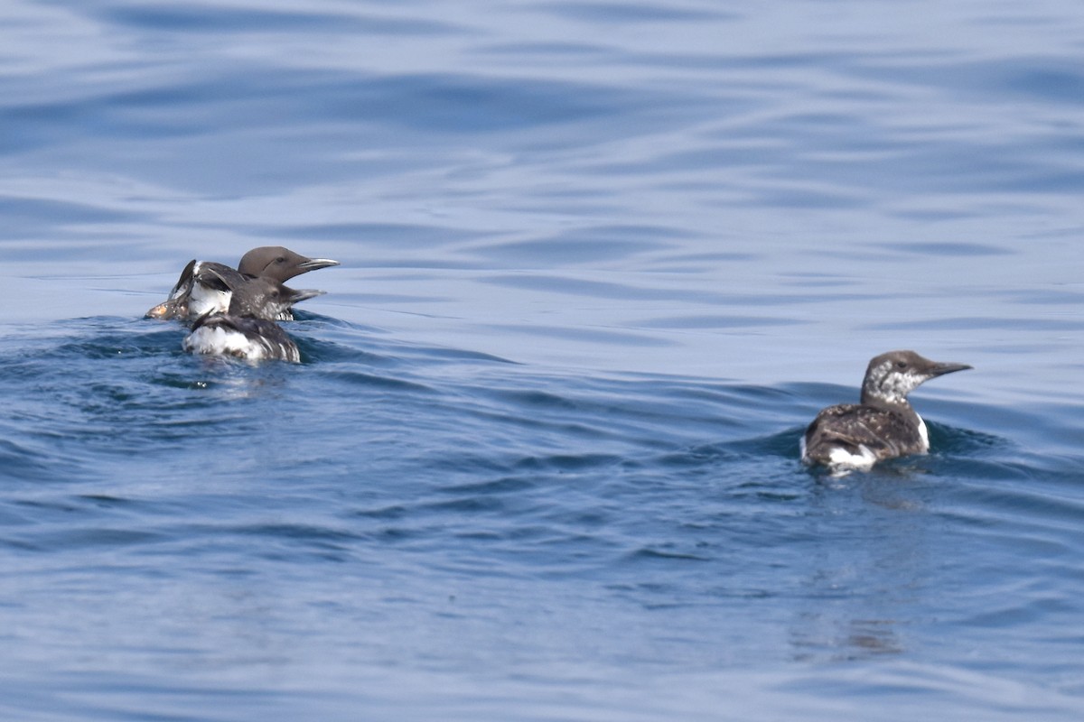 Common Murre - Naresh Satyan