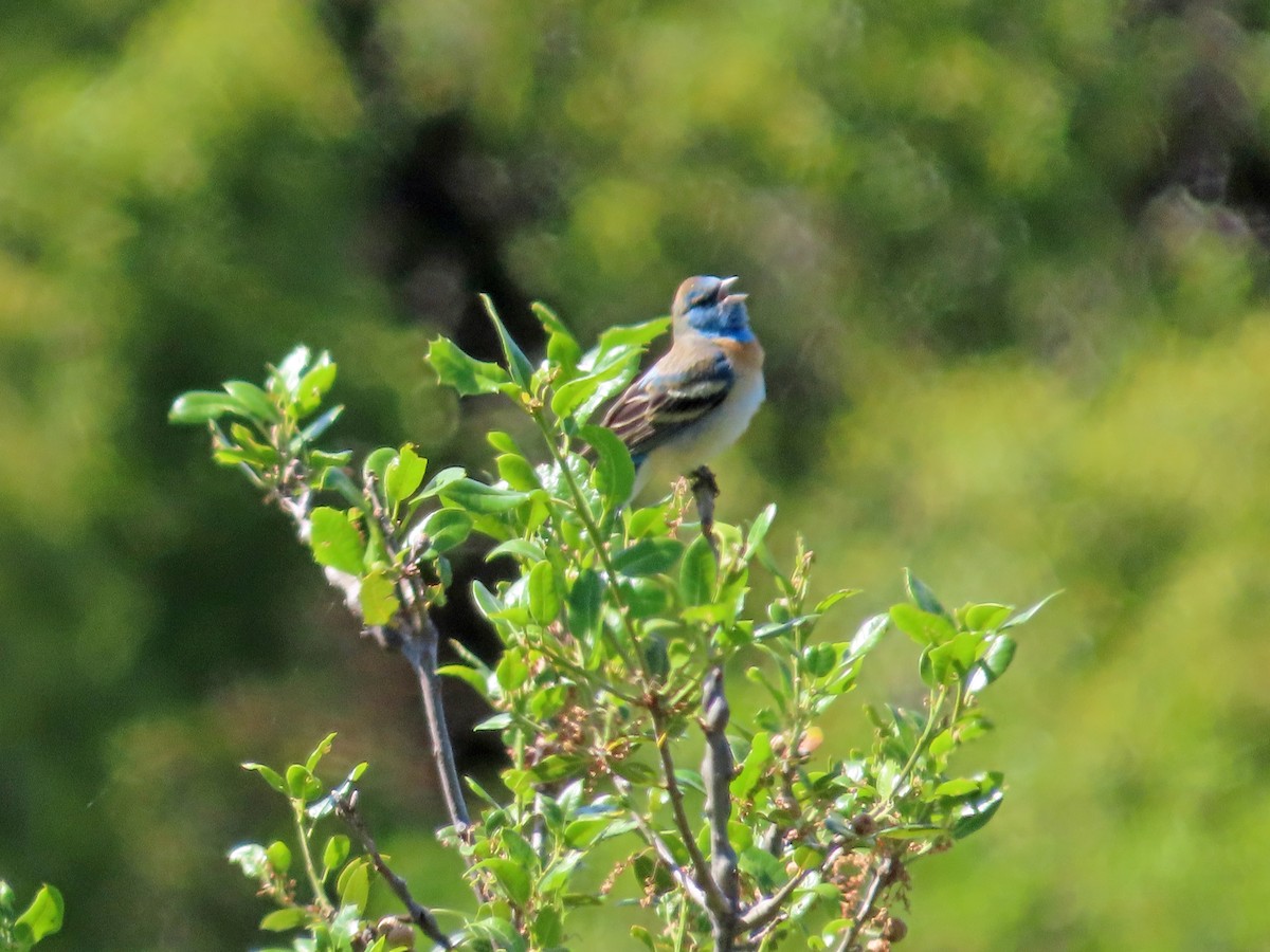 Lazuli Bunting - Sharon Hull