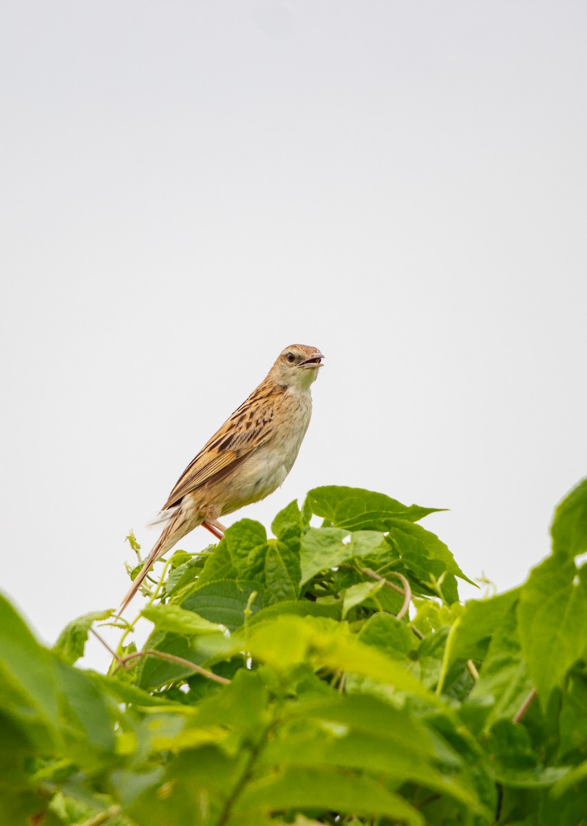 Striated Grassbird - Dipankar Dev