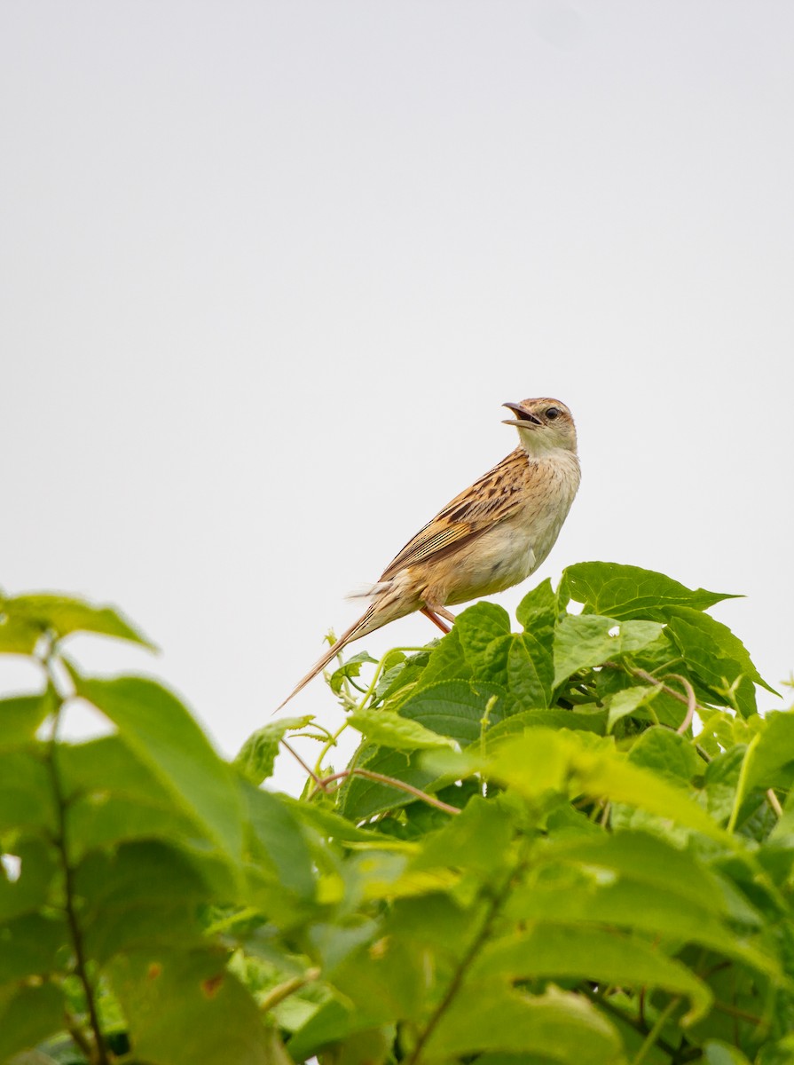 Striated Grassbird - Dipankar Dev