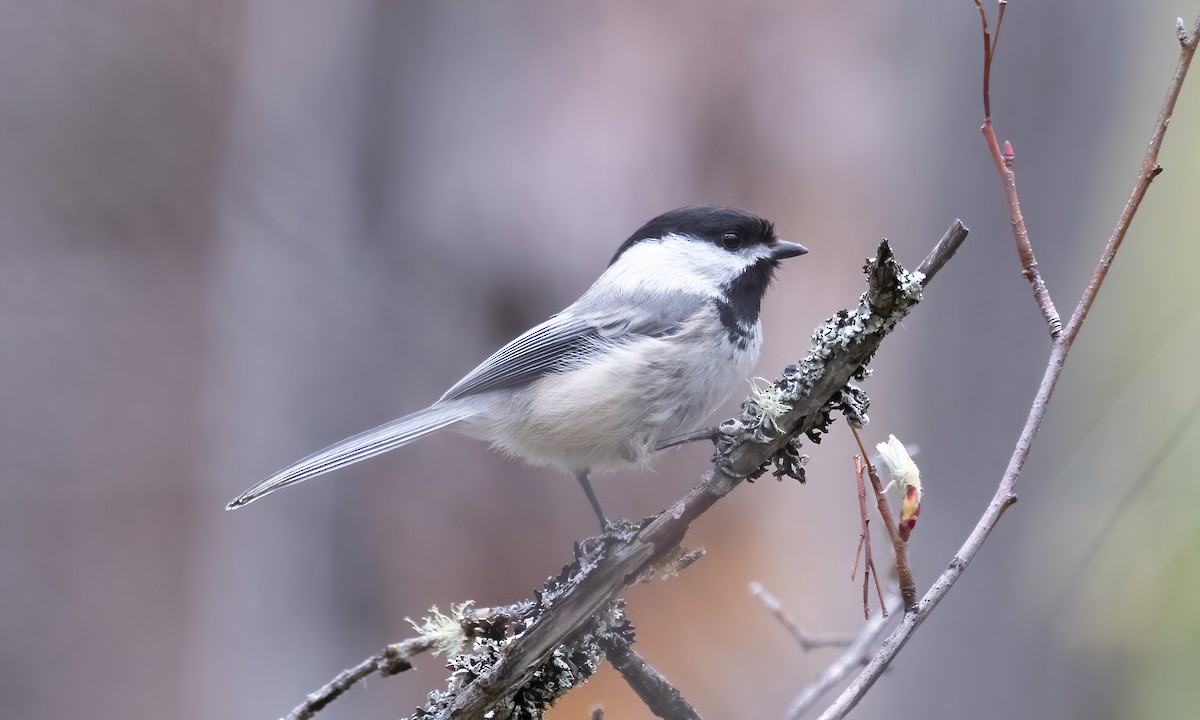 Black-capped Chickadee - Paul Fenwick