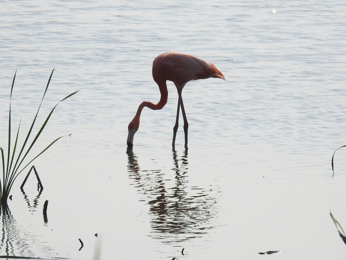 American Flamingo - Wendi Leonard