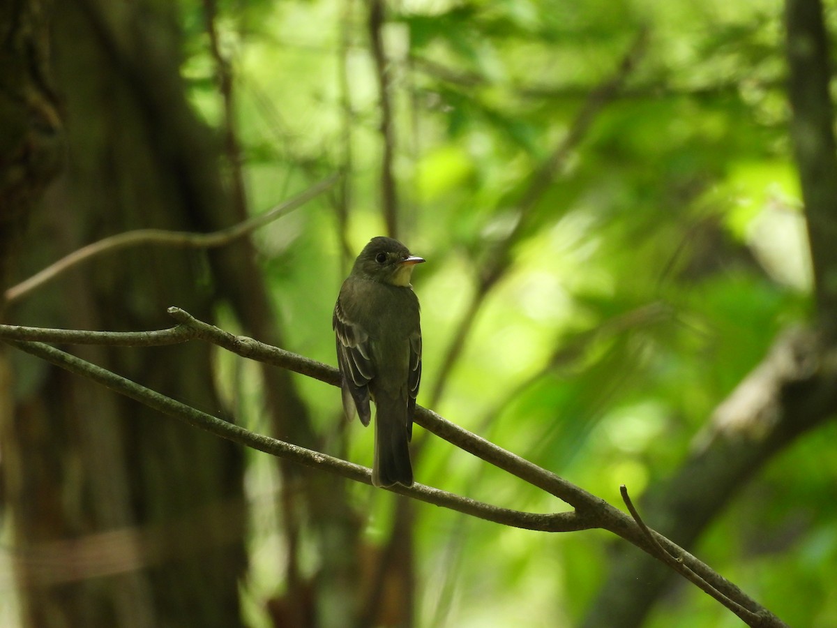 Alder Flycatcher - ML619323470