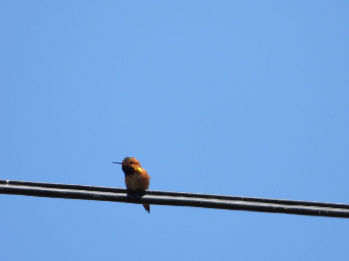Allen's Hummingbird - joe sweeney