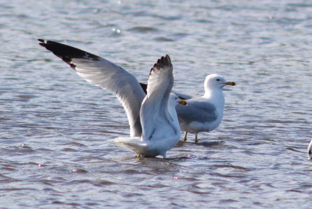 Ring-billed Gull - ML619323491