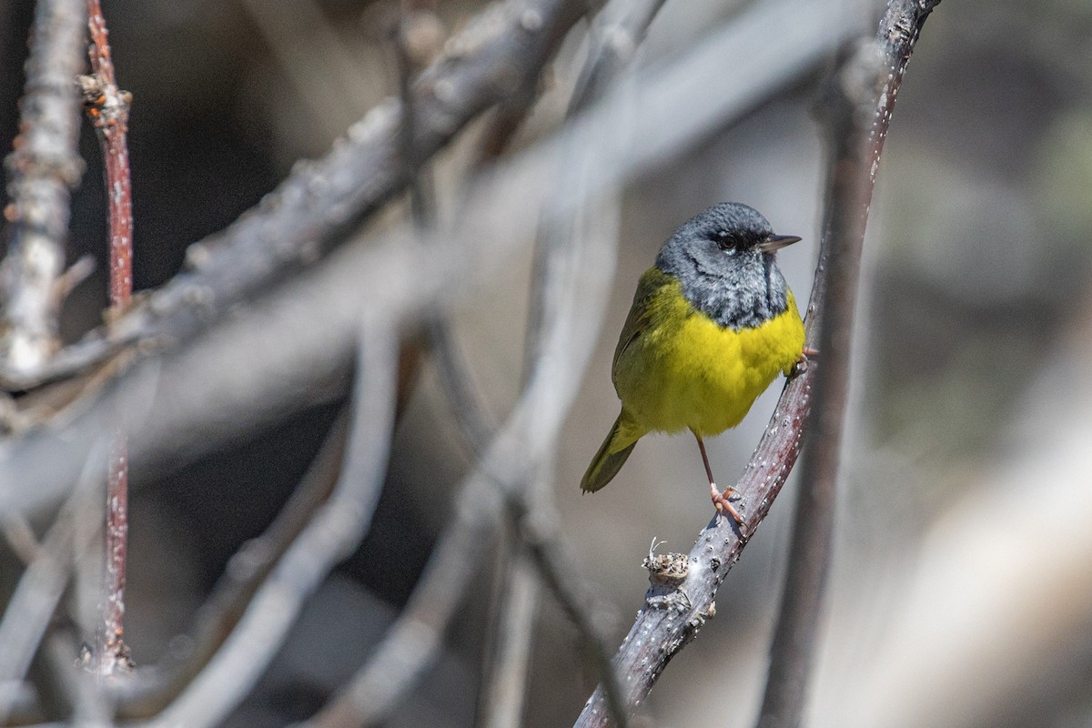 MacGillivray's Warbler - ML619323497