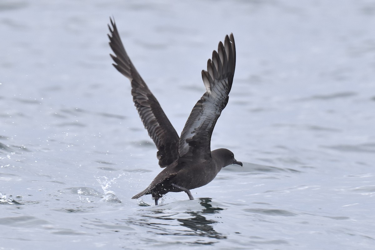 Sooty Shearwater - Naresh Satyan