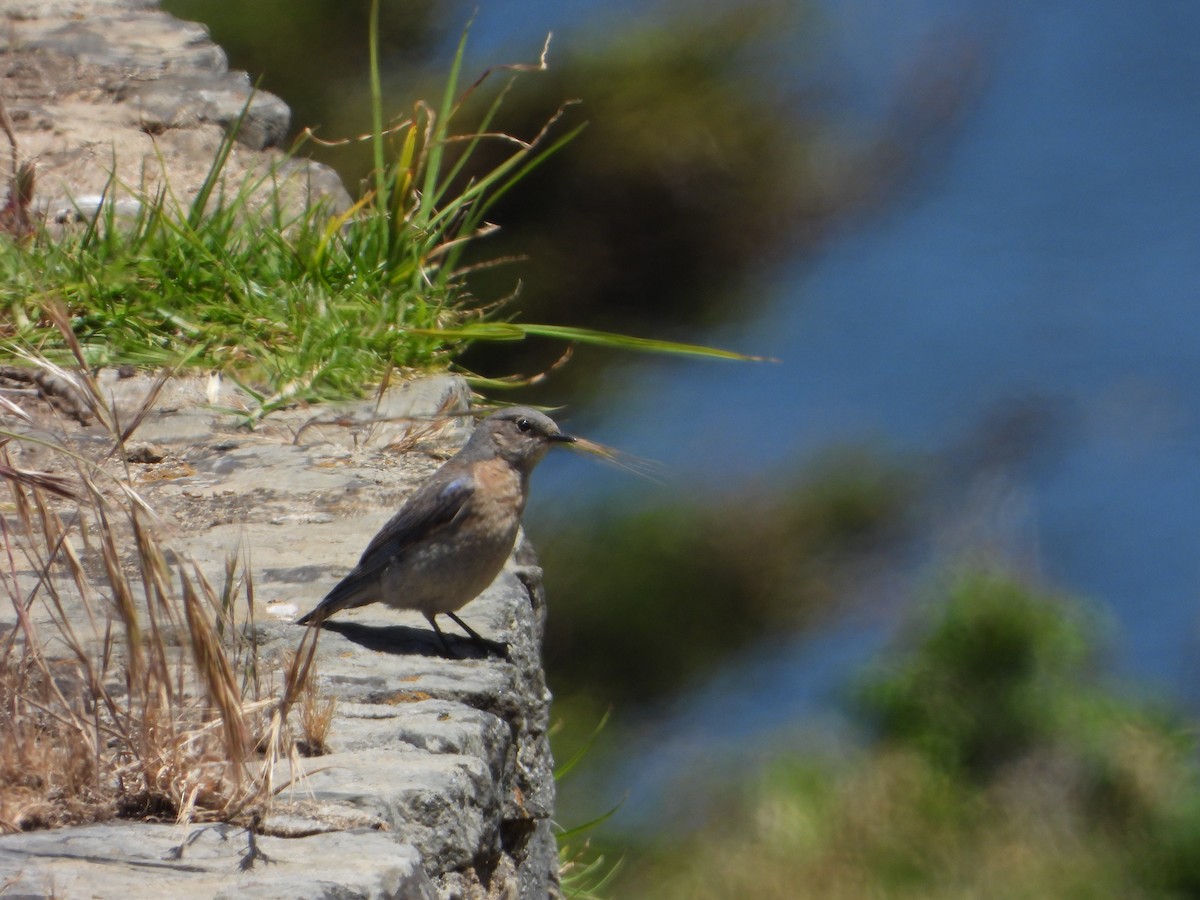 Western Bluebird - joe sweeney