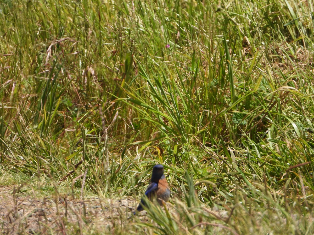 Western Bluebird - joe sweeney