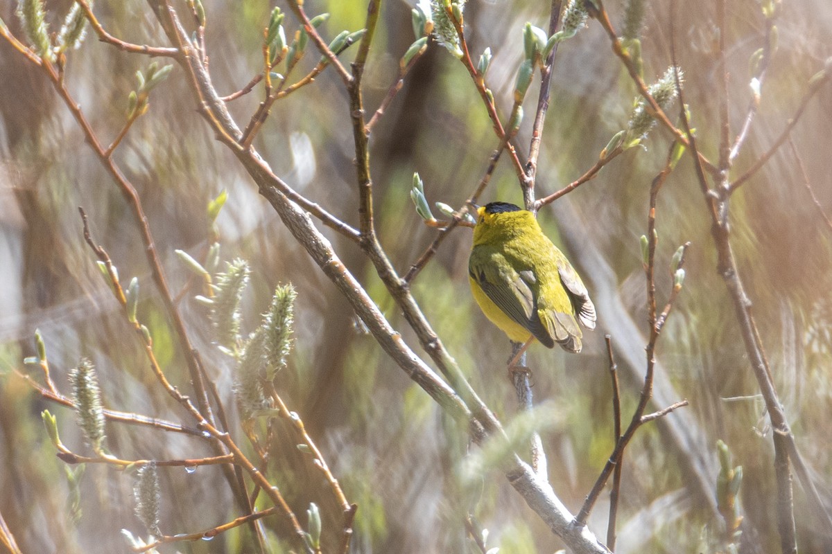 Wilson's Warbler - Garrett Little