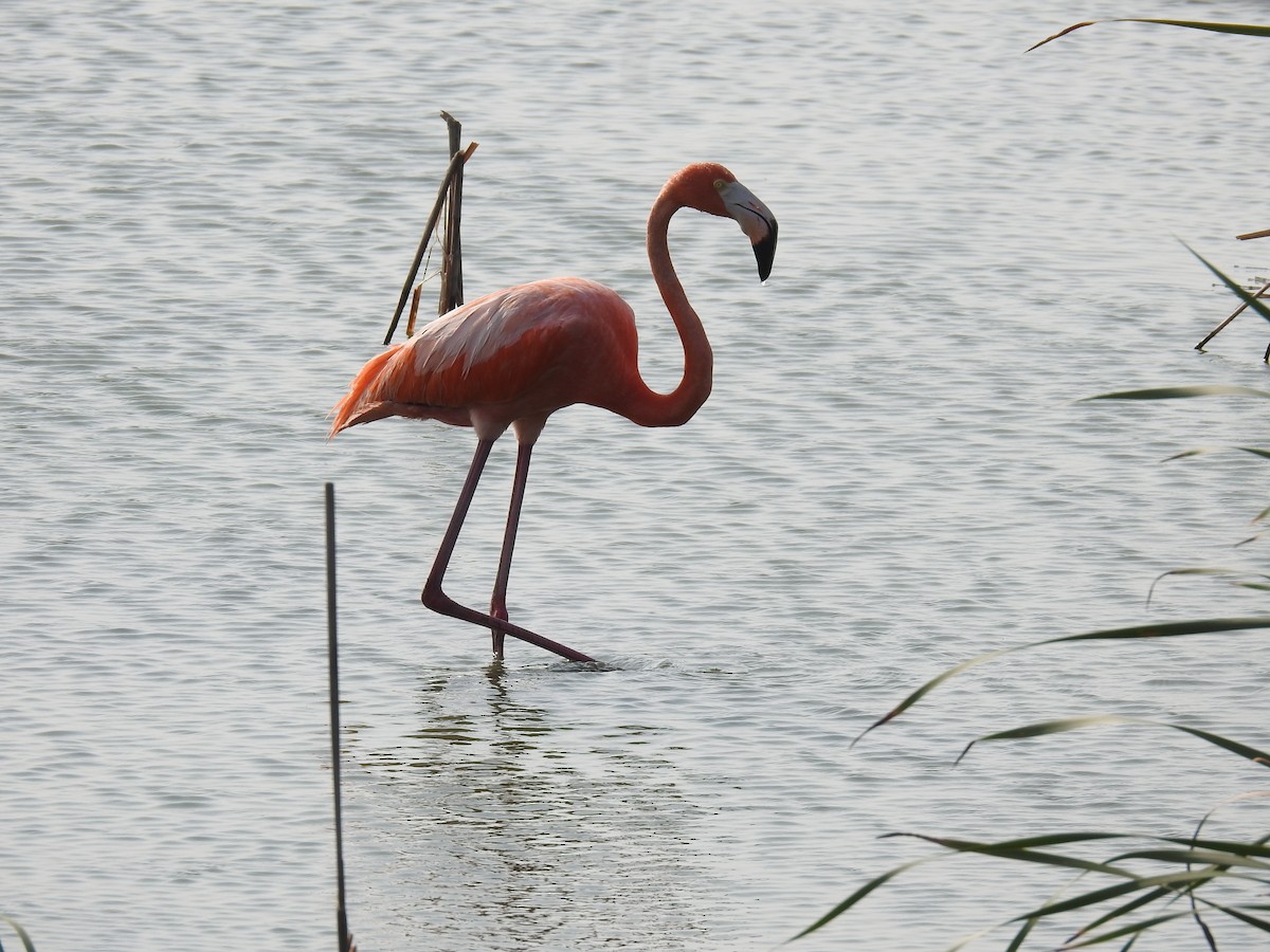 American Flamingo - Wendi Leonard