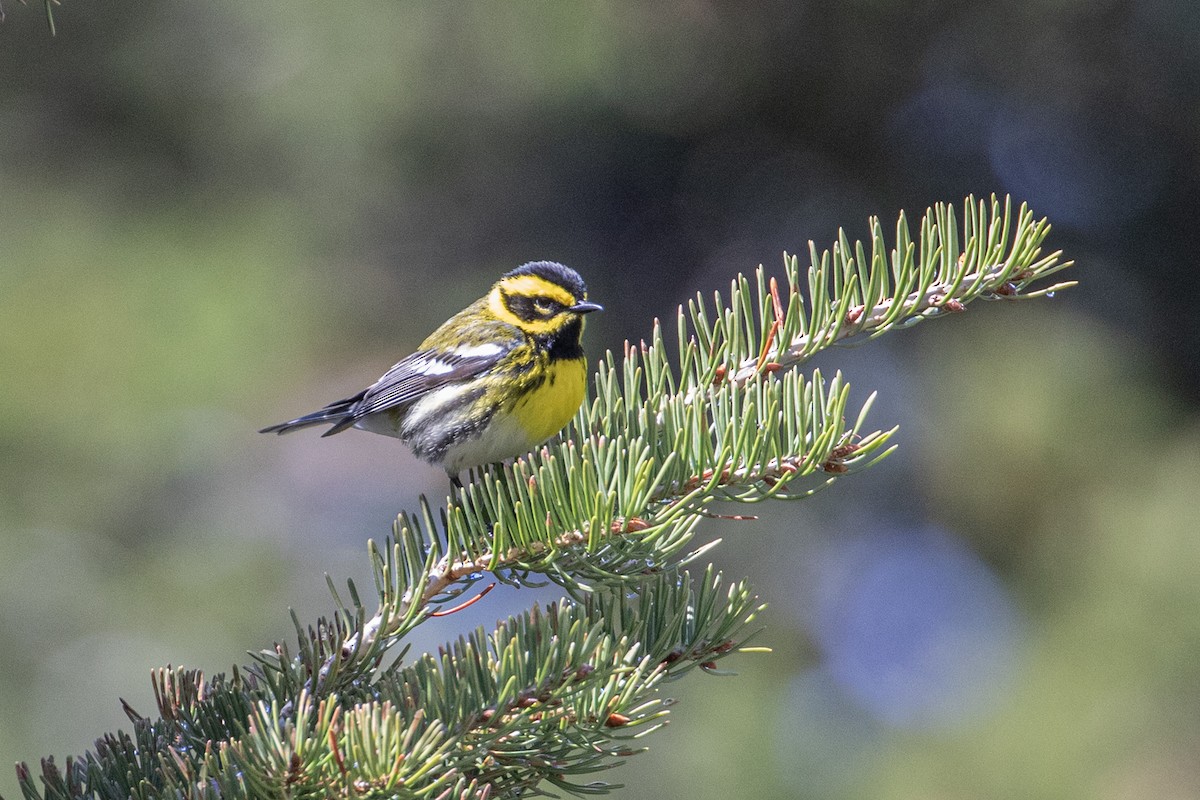 Townsend's Warbler - ML619323522