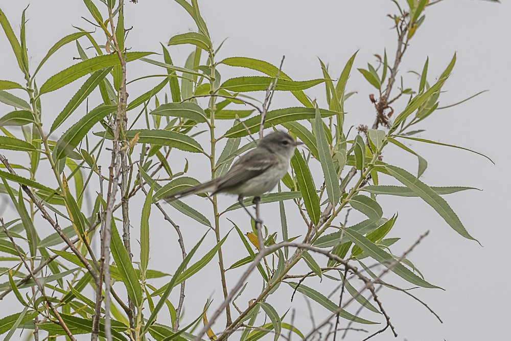 Bell's Vireo - James McNamara